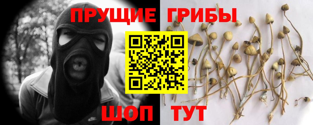 Псилоцибиновые грибы Psilocybe Рассказово